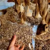 giác trầm hương loại 1