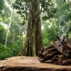 trầm hương tự nhiên và các sản phẩm từ trầm hương